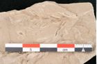 Foto (Detailansicht) von Taxodium distichum miocenicum Heer (NHMW-GEO-2024-0188-6430)